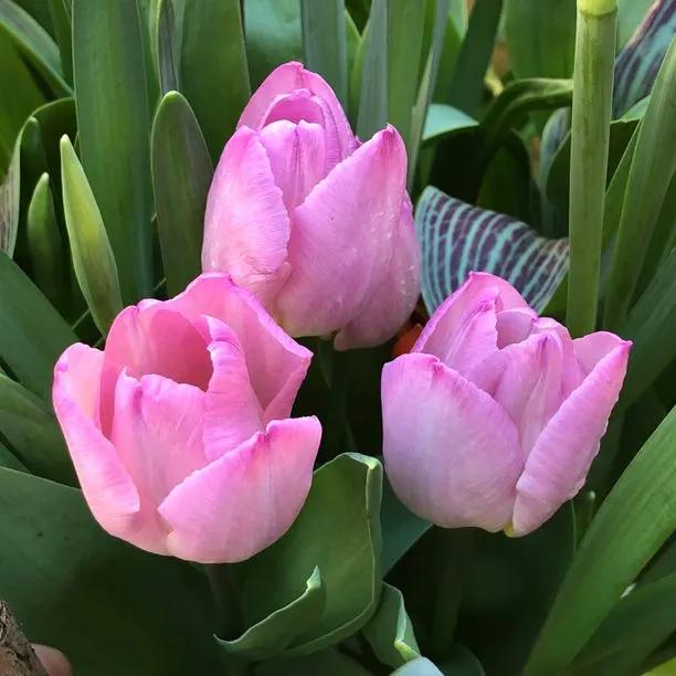 Pink Impression Tulip (Tulipa darwinii 'Pink Impression') Hero Img